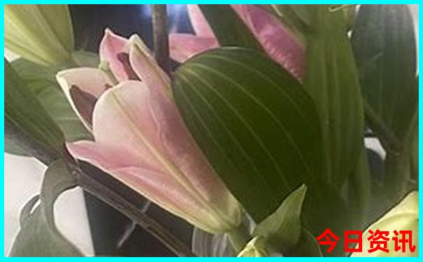 云南最佳旅游季节是几月份
